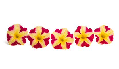 yellow-red petunia flower