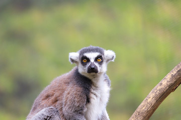Obraz premium madagascar