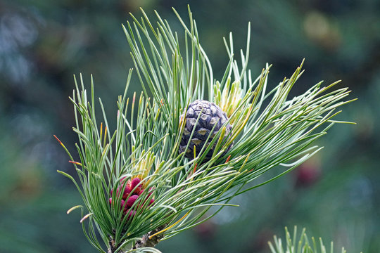 The purple cone and the red blossom of the swiss stone pine, pinus cembra, in spring