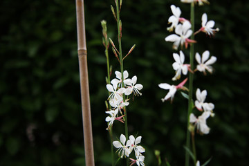 Fiori bianchi di Gaura o pianta delle orchidee, dettagli in primo piano