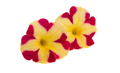 yellow-red petunia flower