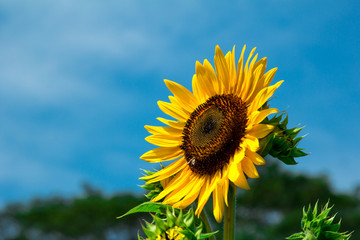 sunflower on blue sky background
