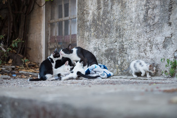 Cat family on the street near house on Dubrovnik, Croatia