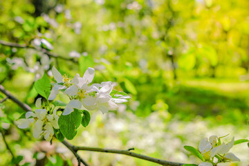 White delicate flowers of an apple tree on a branch. Sunny warm spring day. Freshly blossomed saturated foliage in the sunlight. Blurred background. Beauty in nature.