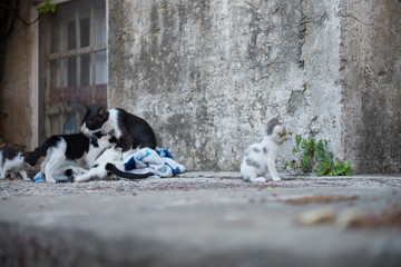 Cat family on the street near house on Dubrovnik, Croatia