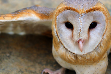 close up shot of barn owl face, owl face close up