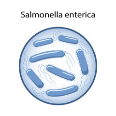 Salmonella enterica in magnifying glass. The causative agent of intestinal infection. Microbiology. Vector illustration in flat style isolated over white background