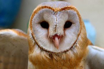 close up shot of barn owl face, owl face close up