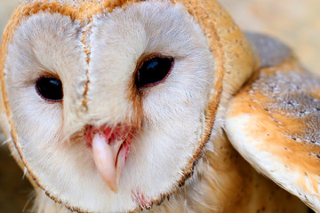 close up shot of barn owl face, owl face close up