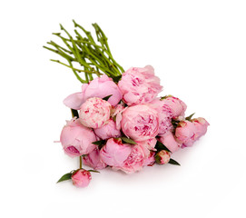 fresh peony flower in over white