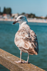 Seagull on the beach of Baltic Sea in North Germany in Groemitz