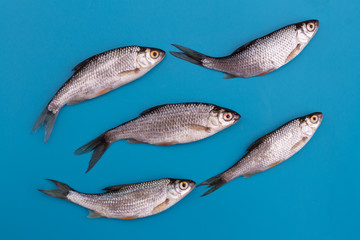 School of river fish. Flat lay of fish on a blue background.