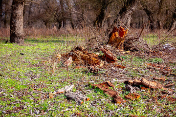 Broken and rotten tree in the forest