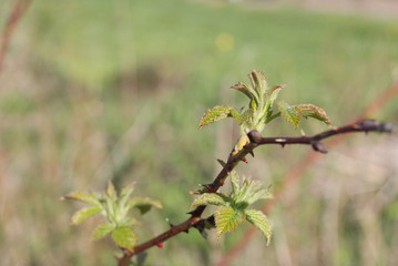 a raspberry plant just starting it spring growth on a green background