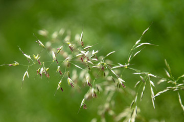 Allergie Verursachende Gräser