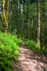 Fototapeta na wymiar Walking path for tourists on a hillside in a wild forest