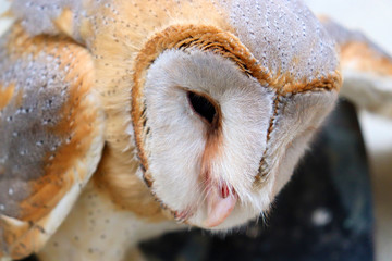 close up shot of barn owl face, owl face close up