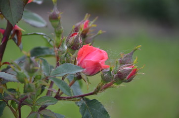 red rose in the garden