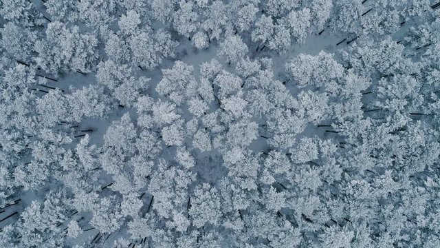 Winter forest. The camera looks down and falls from top to bottom. Trees in the snow
