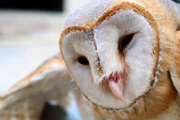 close up shot of barn owl face, owl face close up