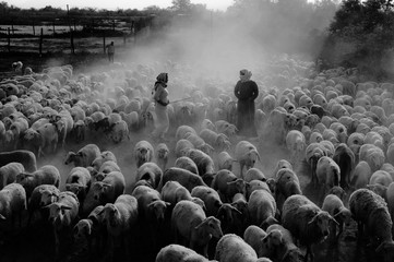 Art photo: herding more than 1,000 sheeps (Vietnam)
