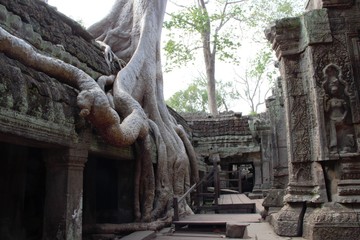 Fototapeta na wymiar tree roots at ta prohm temple angkor wat siem reap cambodia. no tourists 