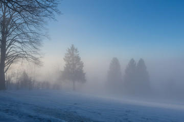 Trees On Snow Covered Field During Foggy Weather