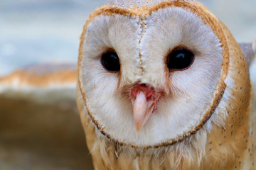 close up shot of barn owl face, owl face close up