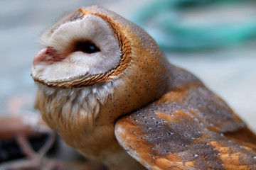 close up shot of barn owl face, owl face close up