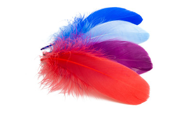 goose feather isolated