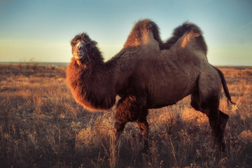 Beautiful camel on a walk in the field