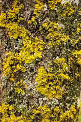 Yellow moss on a birch trunk. Abstract background on a tree.