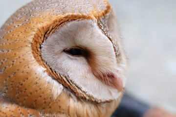 close up shot of barn owl face, owl face close up