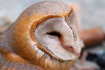 close up shot of barn owl face, owl face close up