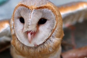 close up shot of barn owl face, owl face close up