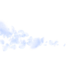 Light blue flower petals falling down. Terrific ro