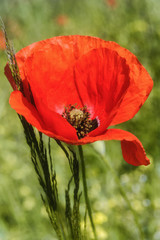 Obraz premium Czerwony mak