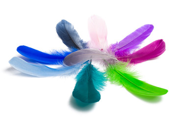 goose feather isolated