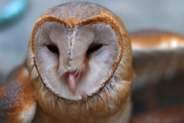 close up shot of barn owl face, owl face close up