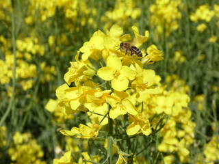 Bee and flower