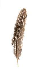 pheasant feather isolated
