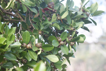 Small growing Guavas on Guava tree