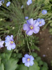 blue flower