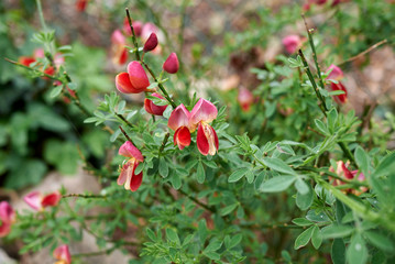 Cytisus Lena