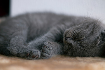 Cute cat with owner at home, closeup