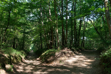 Tertre blanc path in the French Gâtinais Regional Nature park