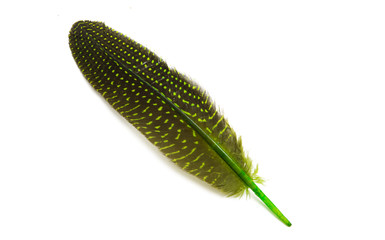 pheasant feather isolated