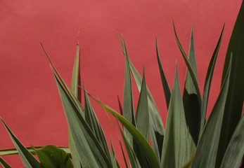 grass and red flowers