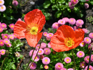 Poppy and daisy flowers in summer time