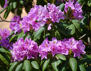 Purple flowers of the bush in summer time